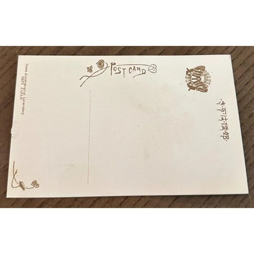 Antiq REAL Butterfly Pantoporia Opalin Latin Nawa Entomology Japan 1910 Postcard